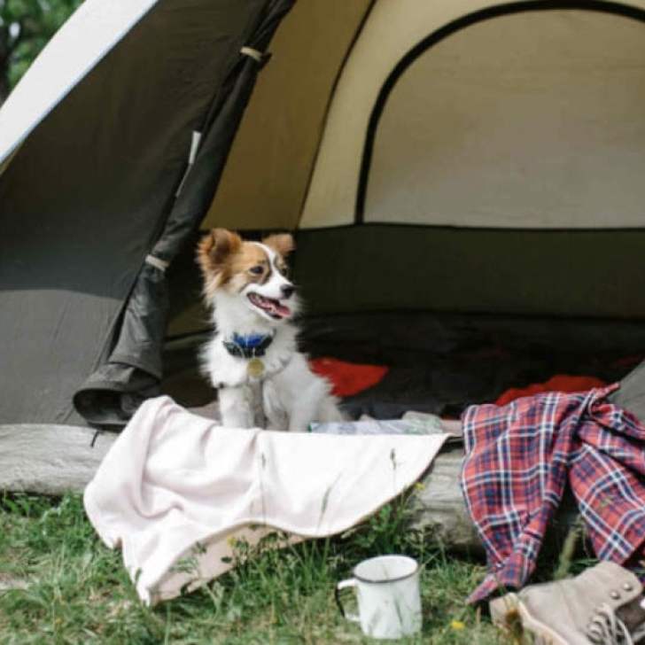 Namiot z psem