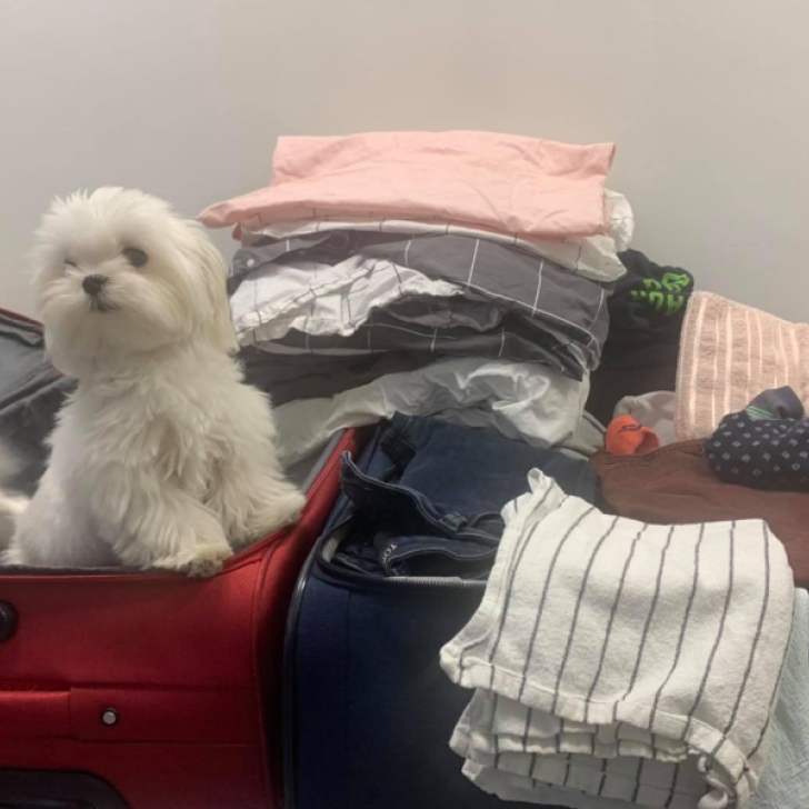 pies w walizce